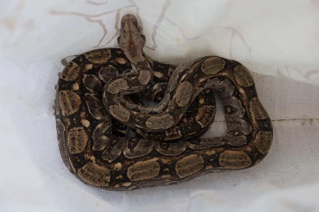 El animal, de casi dos metros, fue trasladado a Playa del Carmen para posteriormente reincorporarlo a su hábitat natural