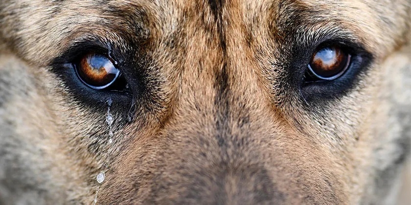 Perrita es abusada sexualmente por su dueño menor de edad Perrita es abusada sexualmente por su dueño menor de edad