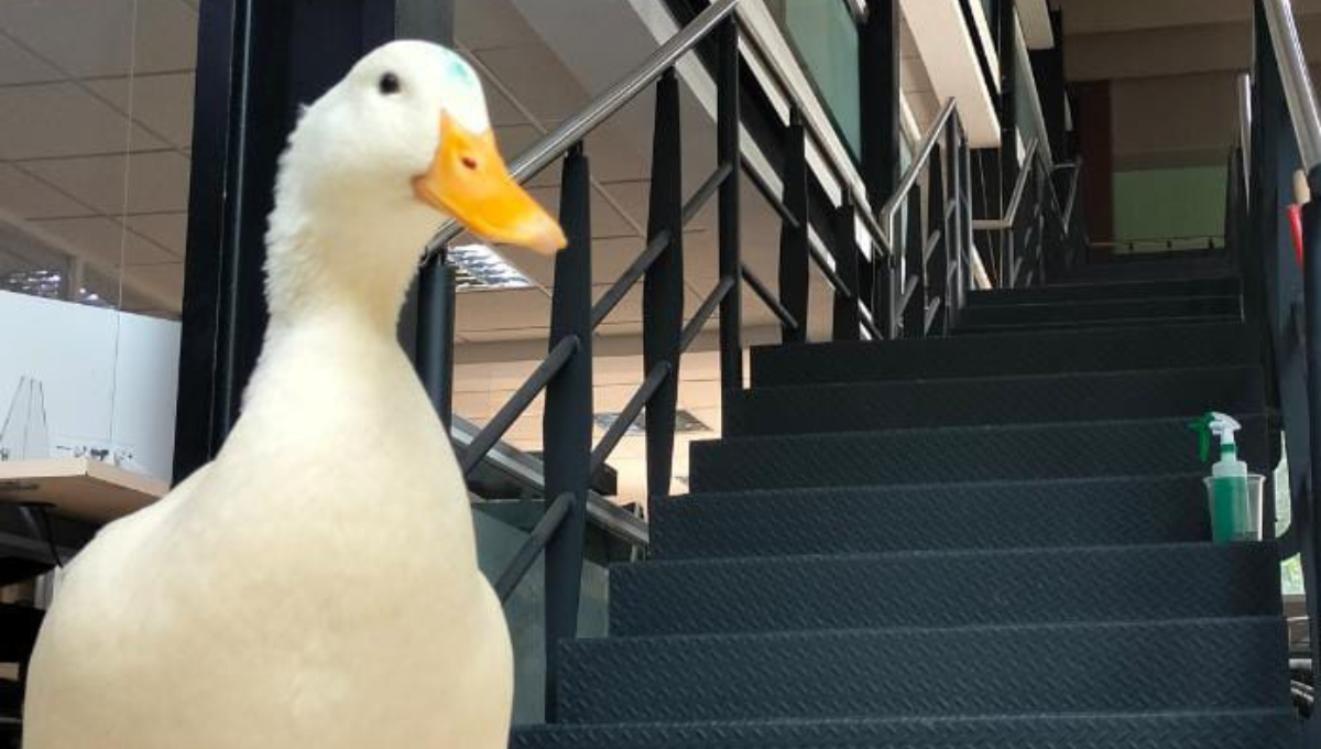 El pato fue capturado para regresarlo a su hábitat El pato fue capturado para regresarlo a su hábitat