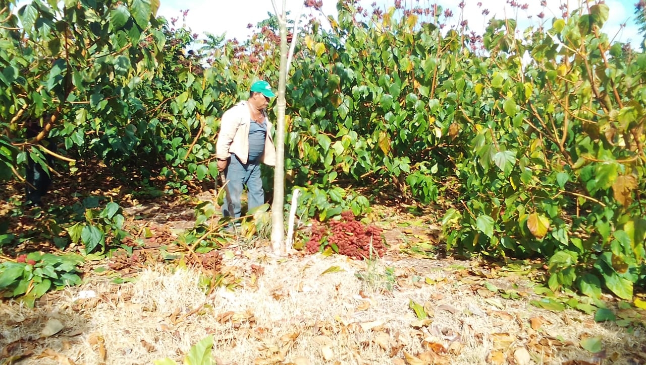 Se tiene las plantas desde Xcupil Cacab hasta Chun ek mas de 2000 hectáreas de siembra con mil beneficiarios. Se tiene las plantas desde Xcupil Cacab hasta Chun ek mas de 2000 hectáreas de siembra con mil beneficiarios.