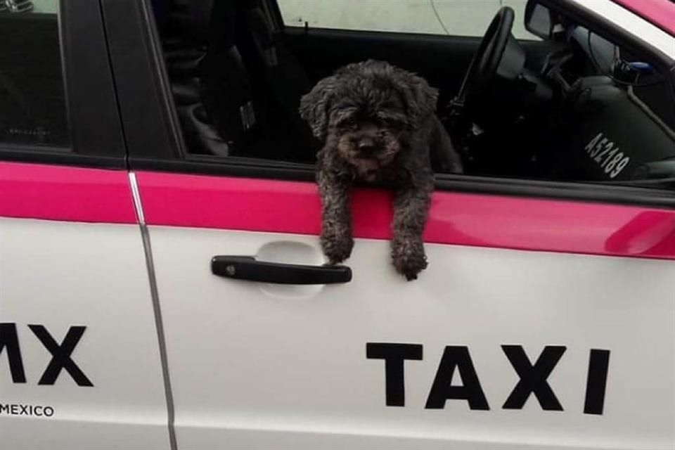 Usuarios de redes admiraron el valor y la astucia del perro