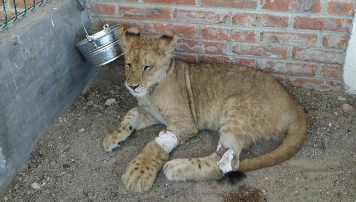 El león estaba inconsciente, deshidratado, con ausencia de garras en sus patas, ligera hipotermia El león estaba inconsciente, deshidratado, con ausencia de garras en sus patas, ligera hipotermia