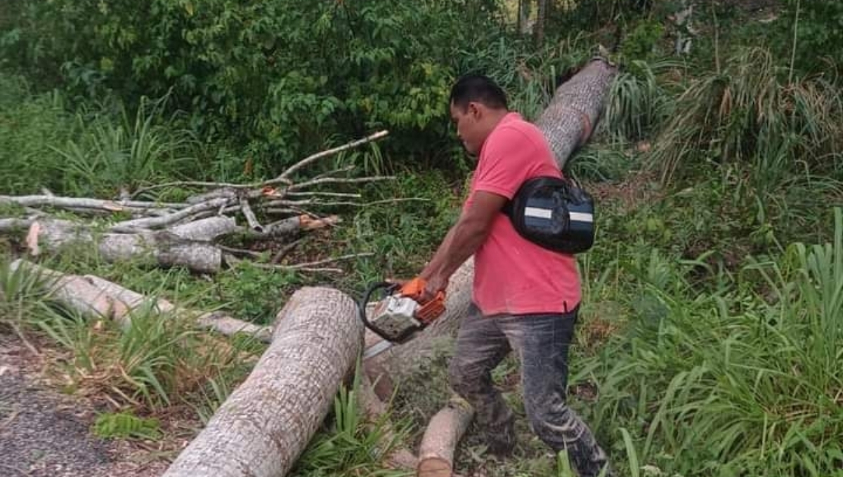 Los troncos eran muy gruesos que en caso de algún accidente, hubiera dejado fuertes daños materiales