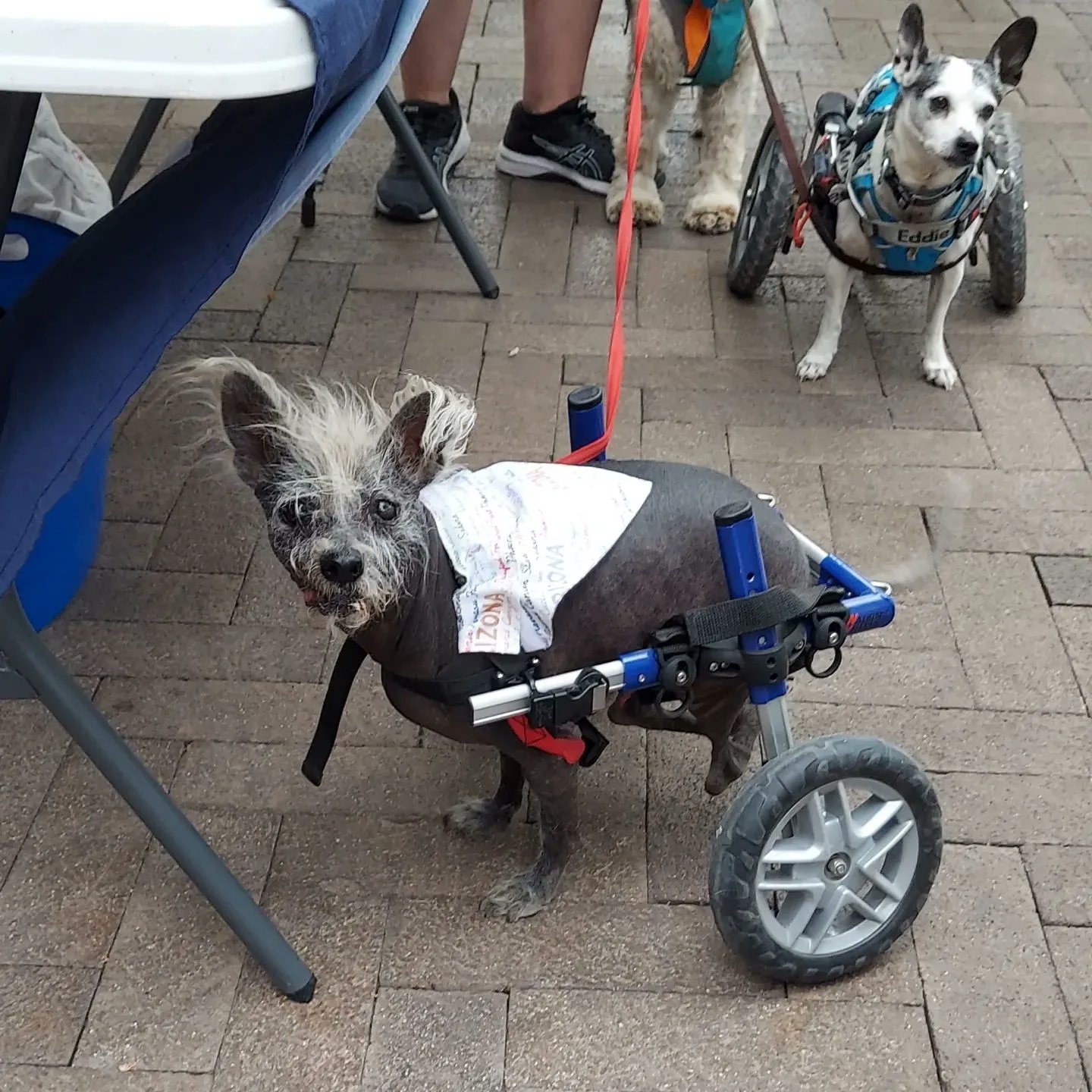 Él es Scooter, coronado como el perro más feo del mundo en Estados Unidos