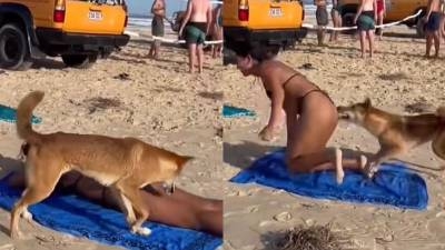 Dingo muerde a turista en Australia Dingo muerde a turista en Australia