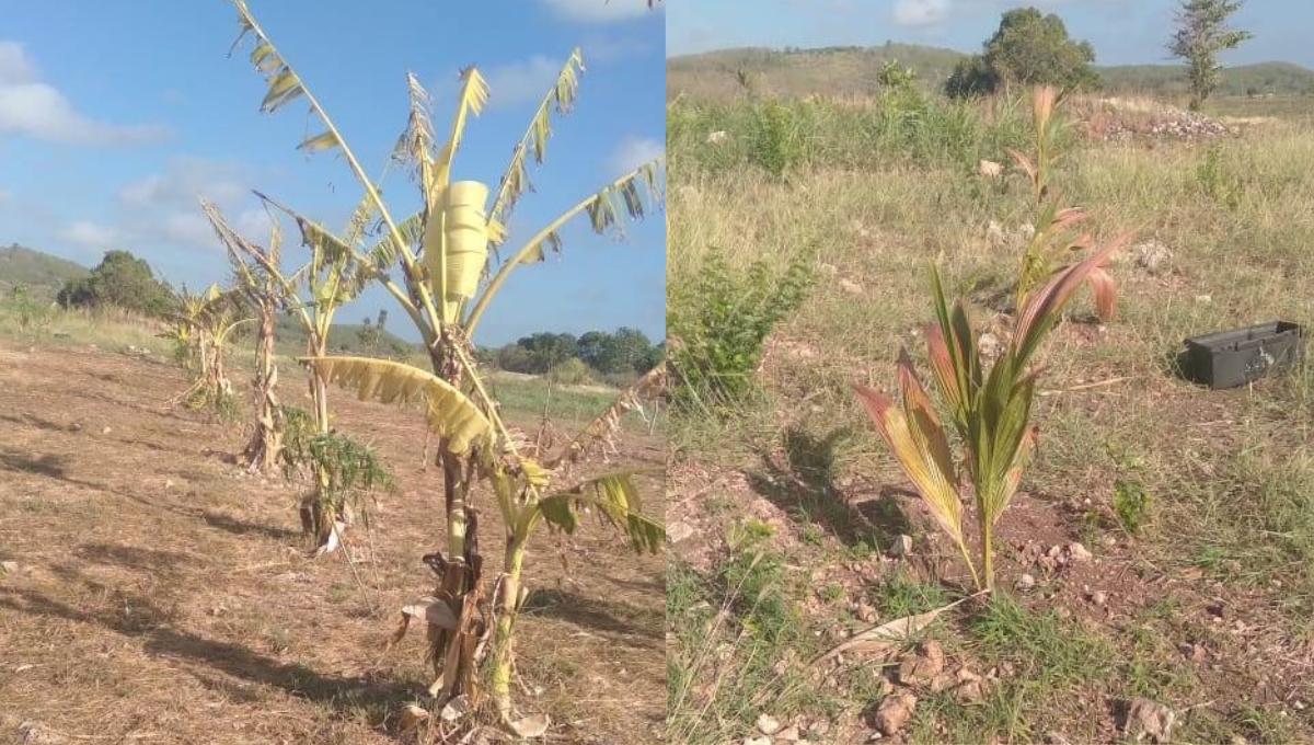 Los agricultores temen que al maíz le salgan gusanos Los agricultores temen que al maíz le salgan gusanos