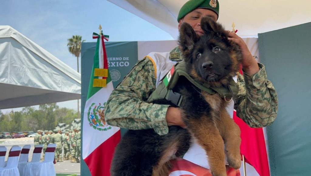 Arkadas tiene apenas tres meses y hasta que tengo 2 años podrá operar como rescatista Arkadas tiene apenas tres meses y hasta que tengo 2 años podrá operar como rescatista