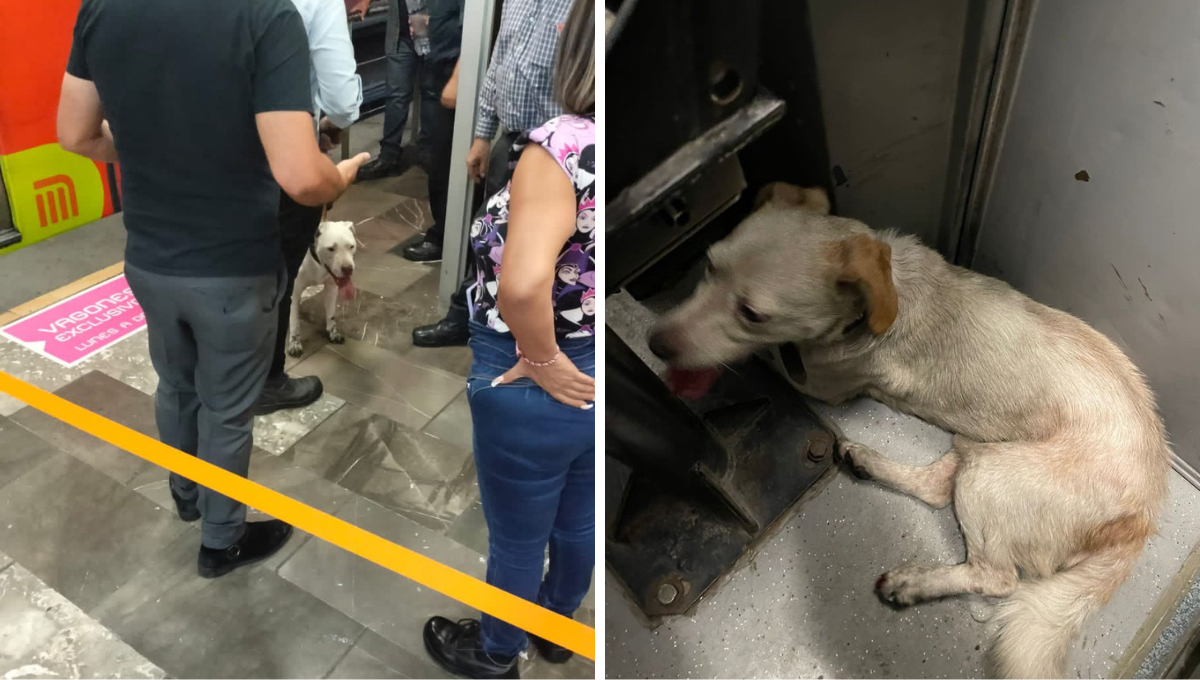 Ambos perritos fueron puestos en resguardo de Protección Civil