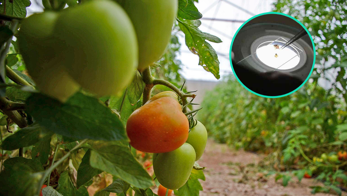 Podría aplicarse una cuarentena sobre los vegetales y hortalizas