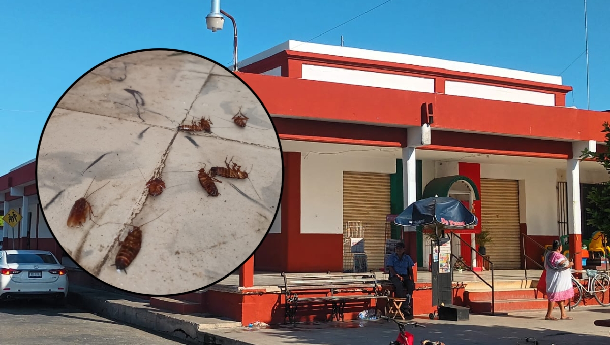 Las cucarachas muertas quedaron en el suelo del mercado de Motul