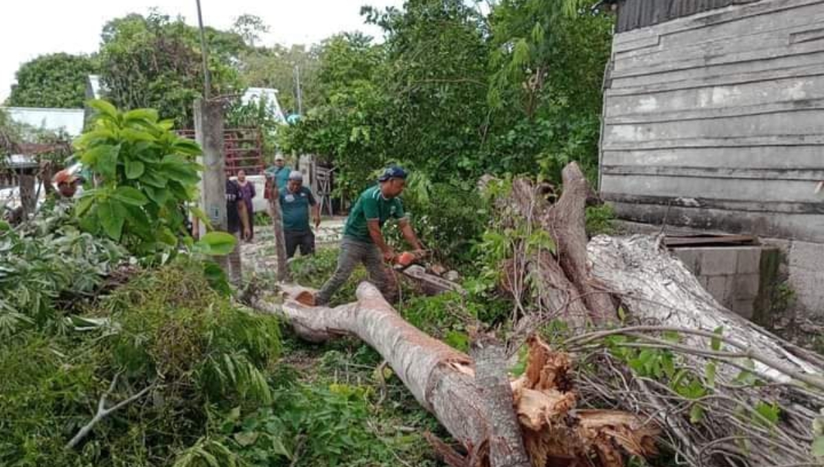 Protección Civil acudió al lugar para quitar el árbol caído Protección Civil acudió al lugar para quitar el árbol caído