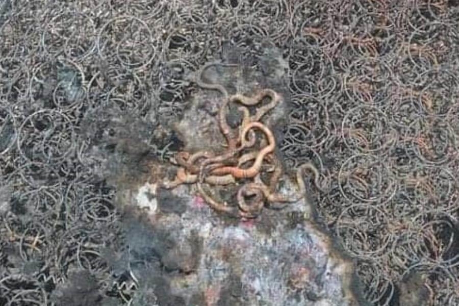 Los animales murieron quemados por el fuego y agua caliente que la familia usó Los animales murieron quemados por el fuego y agua caliente que la familia usó