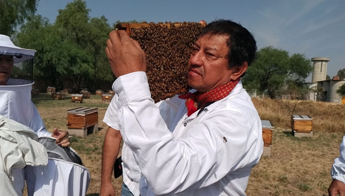 La investigación fue realizada tras la muerte de 300 mil de abejas La investigación fue realizada tras la muerte de 300 mil de abejas