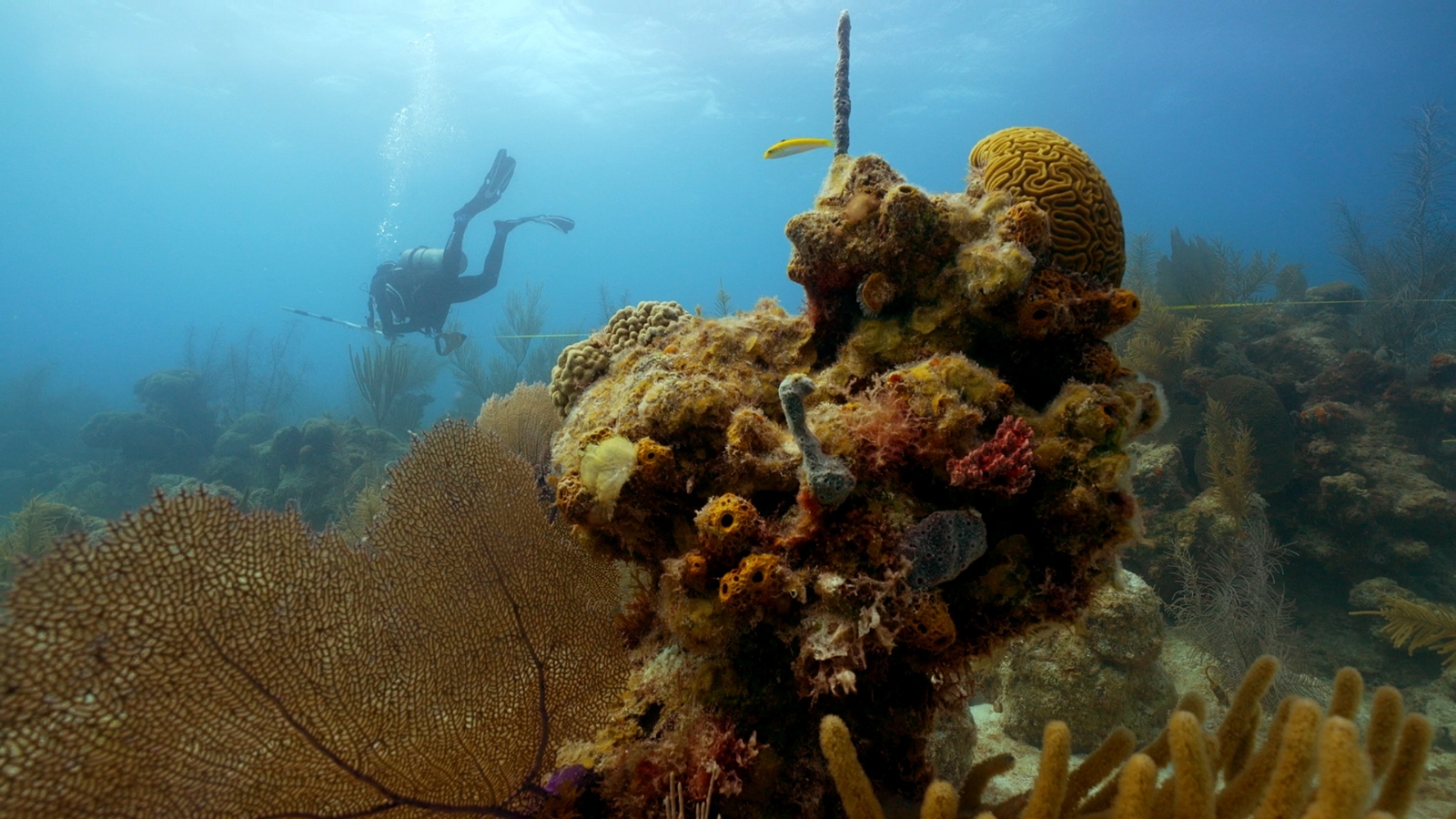 Trabajan en el Arrecife Alacranes para recuperar a la especies marinas