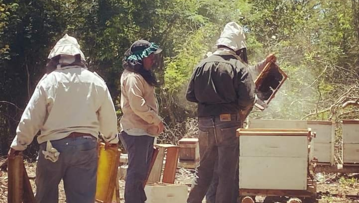 Además de la poca producción, el precio del dulce está en niveles mínimos de 28 pesos por kilo