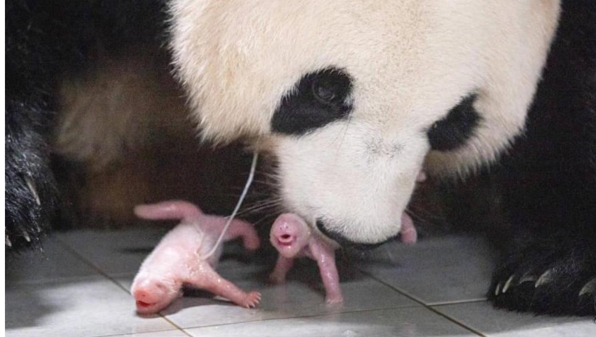 Los pequeños tienen unos días de nacidos.Foto:Especial