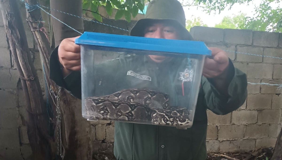 La boa fue rescatada para ser puesta en libertad en un espacio abierto La boa fue rescatada para ser puesta en libertad en un espacio abierto