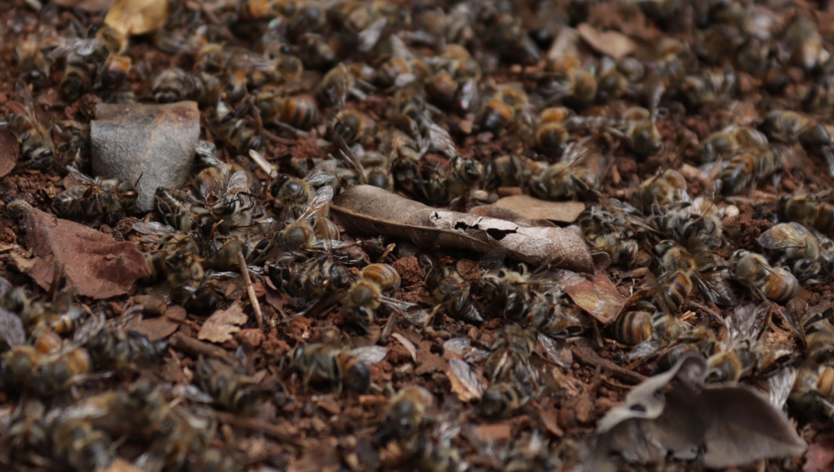 A la fecha no han podido acudir a realizar una inspección de campo al sitio donde perdieron la vida los insectos