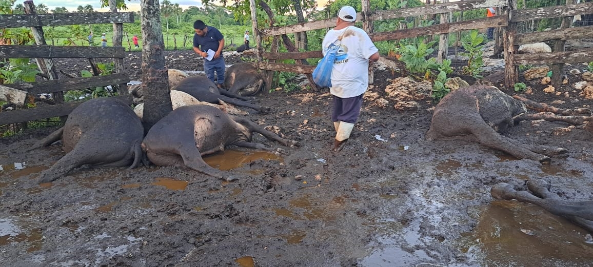 Fueron 13 toros, un semental, una yegua que estaba cargada y cerca de ocho carneros muertos