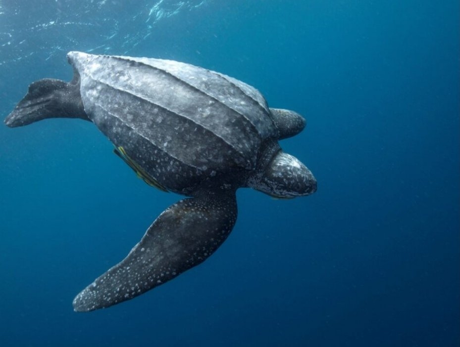 Fue el 11 de mayo, cuando se avistó por primera vez una tortuga laúd en playas de X´Cacel, quien dejó 83 huevos.
Fue el 11 de mayo, cuando se avistó por primera vez una tortuga laúd en playas de X´Cacel, quien dejó 83 huevos.