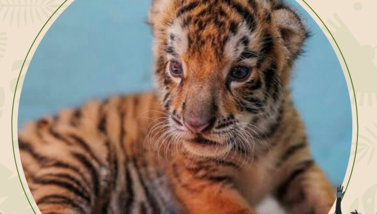 La convocatoria está en redes sociales para encontrarle nombre el tigre bebé La convocatoria está en redes sociales para encontrarle nombre el tigre bebé