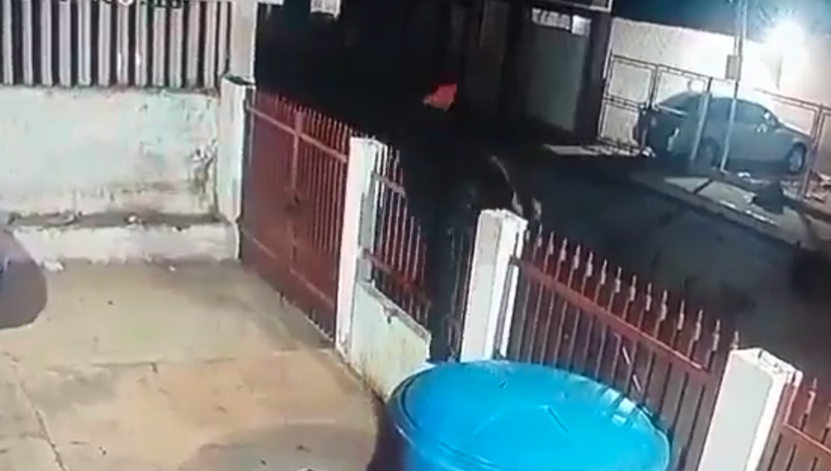 Perros sorprende al ladrón y sale corriendo. Foto: Especial