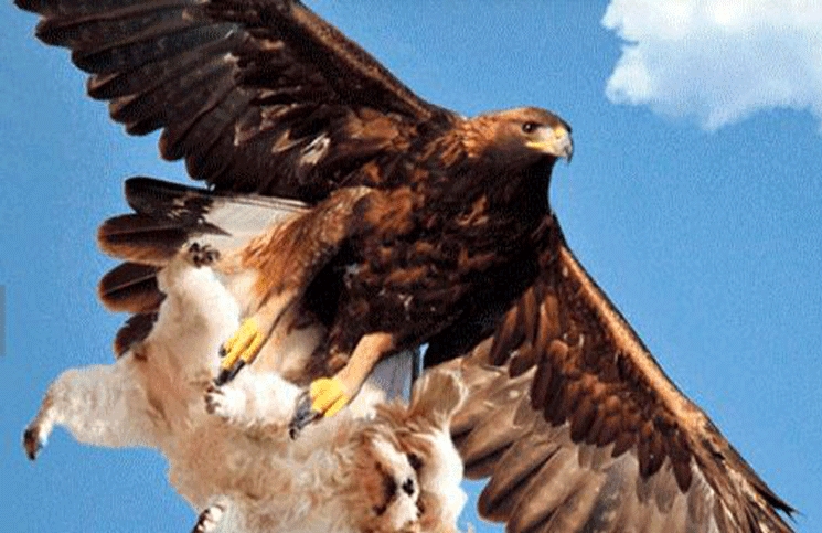 ¡Vuela, vuela! Águila se roba a un perrito del patio de una casa en Canadá: VIDEO