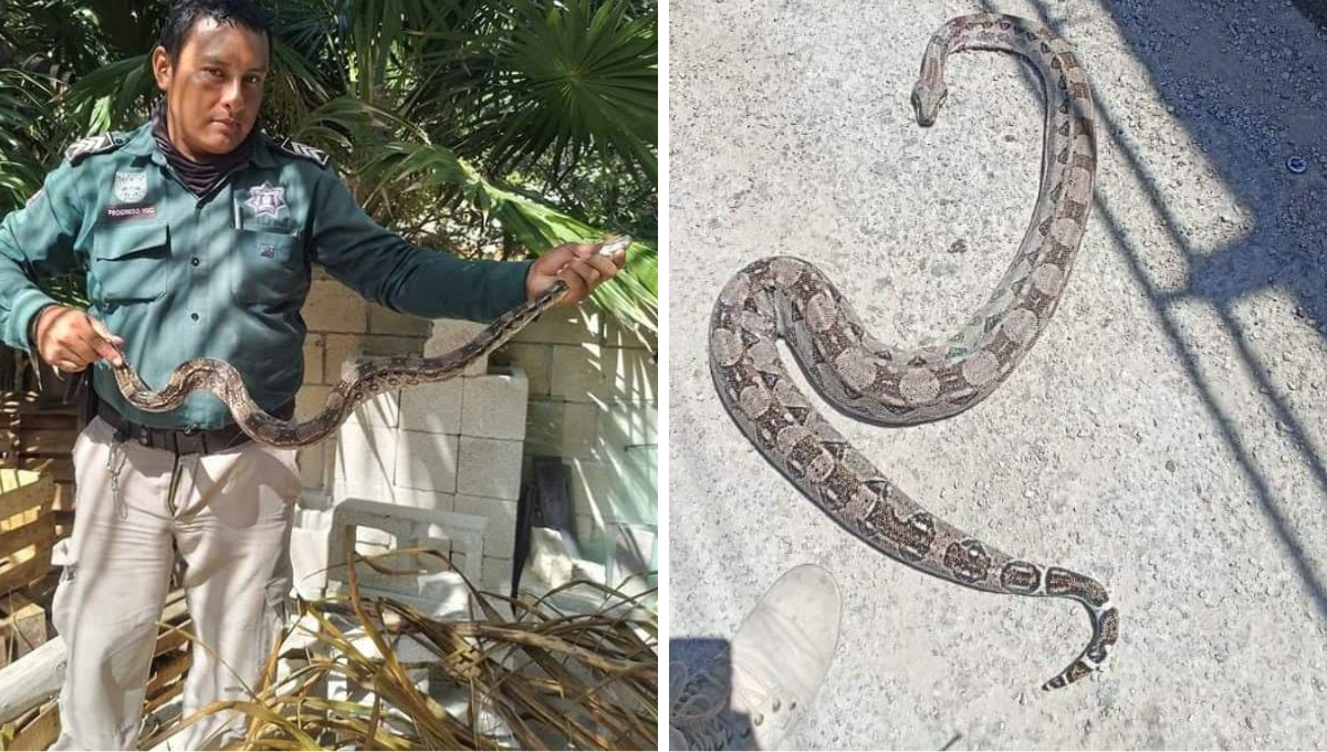 Una de las serpientes fue encontrada muerta en la vía pública