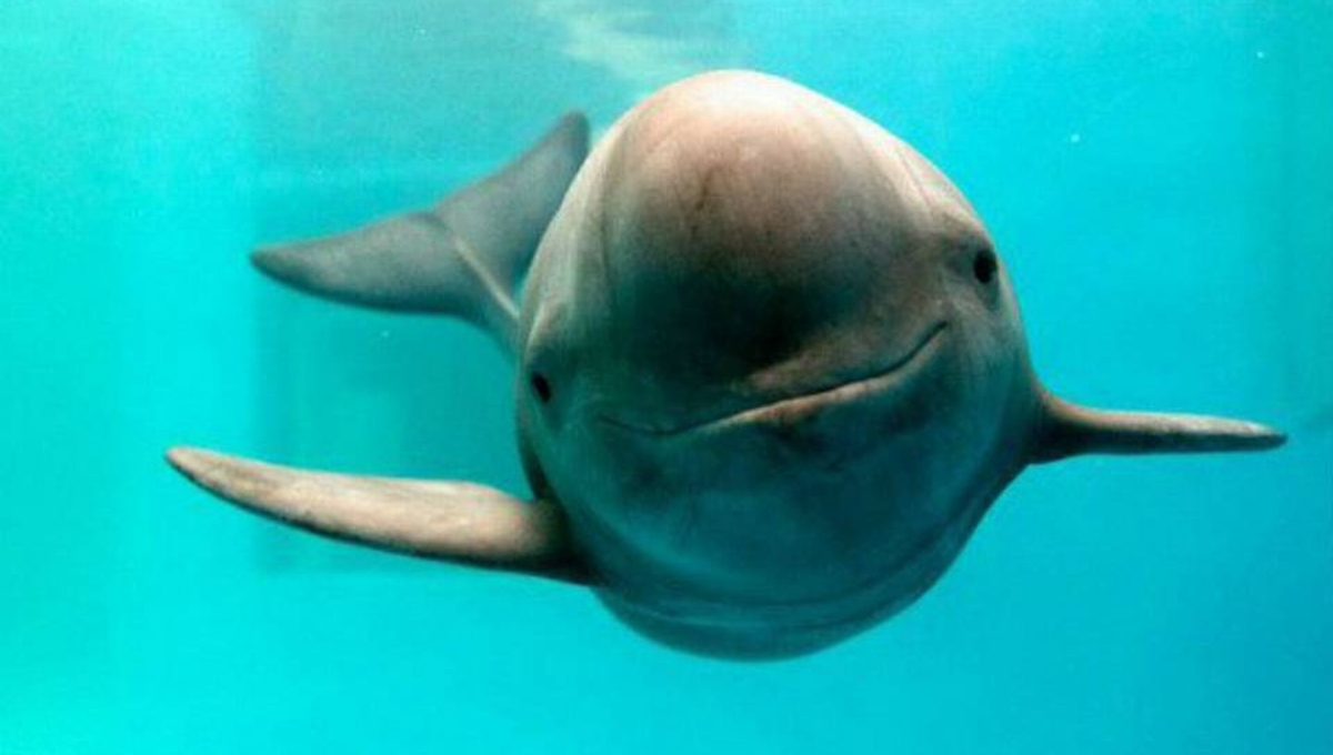 Vaquita marina, la última llamada para sobrevivir: INFOGRAFÍA