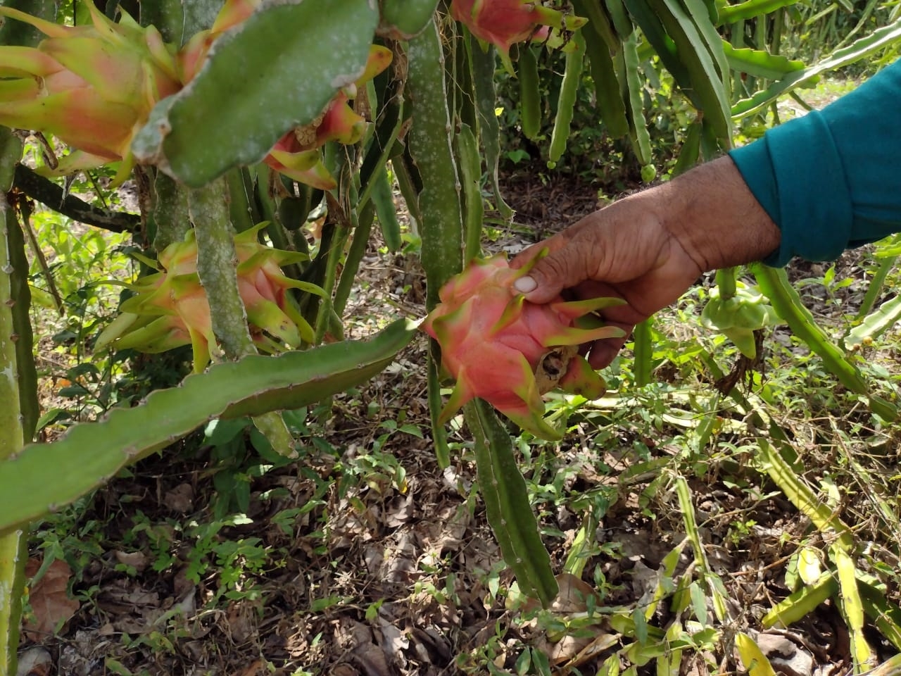 Sólo en la zona de Los Chunes hay más de 800 hectáreas dedicadas al cultivo de la también llamada “fruta del dragón” Sólo en la zona de Los Chunes hay más de 800 hectáreas dedicadas al cultivo de la también llamada “fruta del dragón”