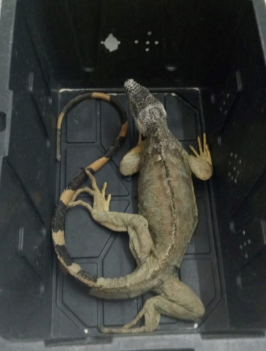 Entregan los reptiles explotados a la Profepa Entregan los reptiles explotados a la Profepa