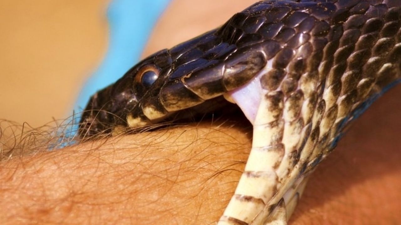 Sólo cinco serpientes son venenosas en Yucatán Sólo cinco serpientes son venenosas en Yucatán