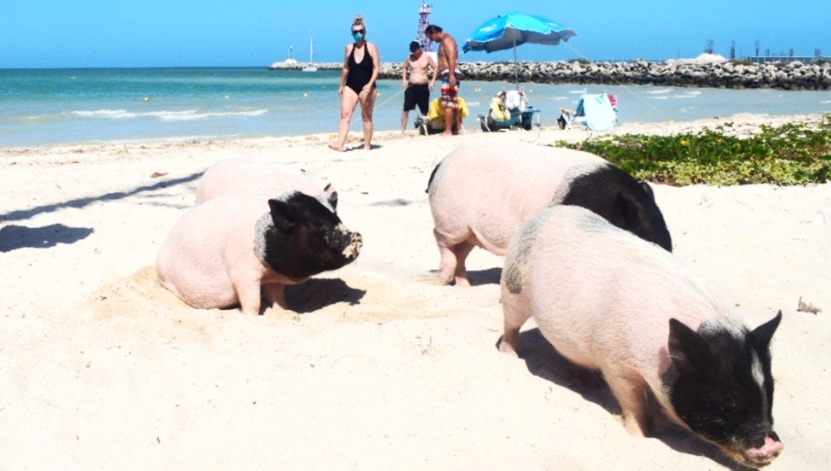 Aunque la playa está abierta de 10:00 a 18:00 horas, los cerditos tienen sus horas para salir a convivir con las familias
