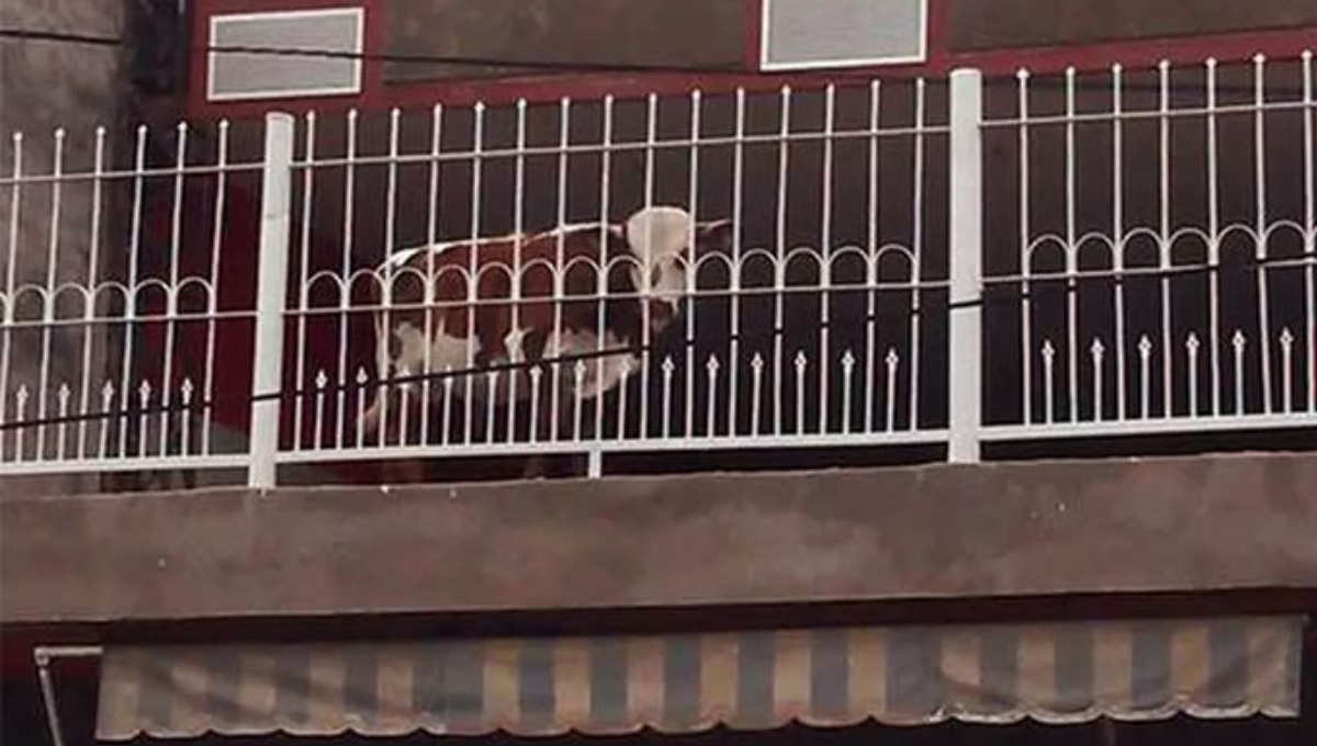 La vaca tenía una linda vista a la calle. Foto:Especial
