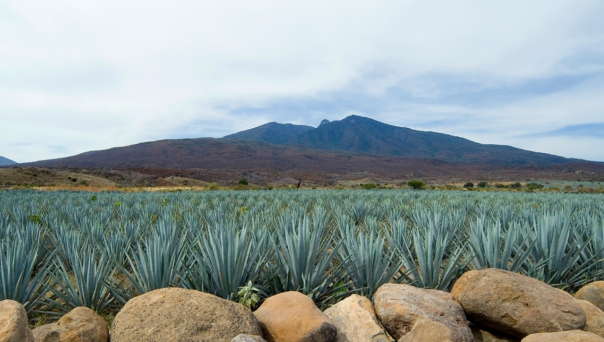Esta bebida tiene sus orígenes en el siglo XVI, en Tequila, Jalisco Esta bebida tiene sus orígenes en el siglo XVI, en Tequila, Jalisco