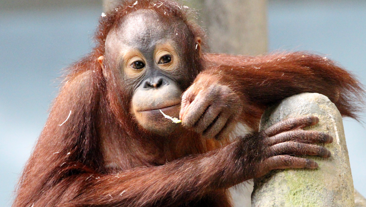 El pequeño aún no tiene nombre. Foto: Especial El pequeño aún no tiene nombre. Foto: Especial