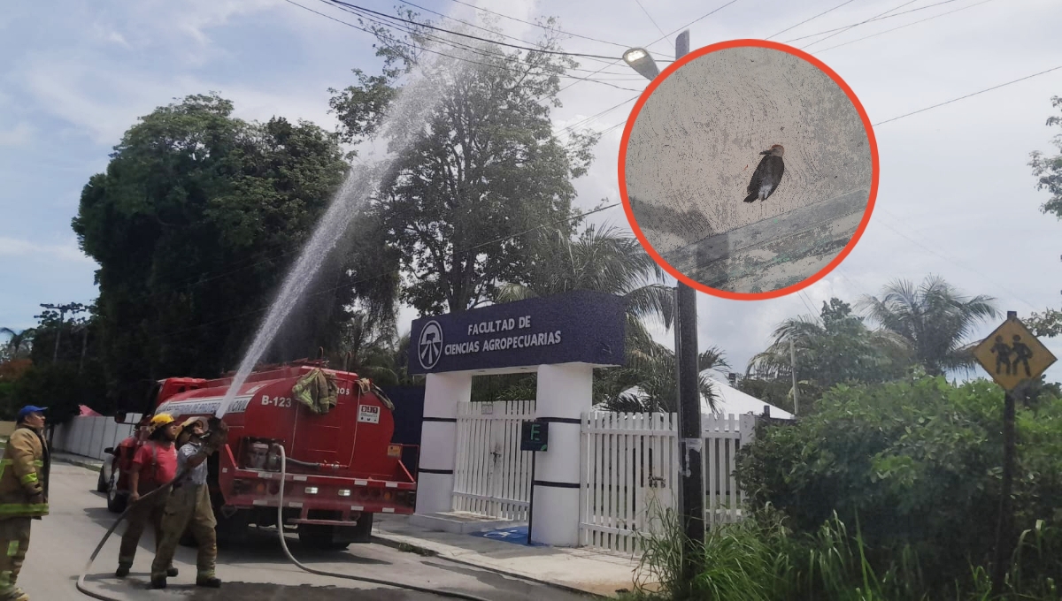 El pájaro carpintero pico los cables para intentar hacer su nido
