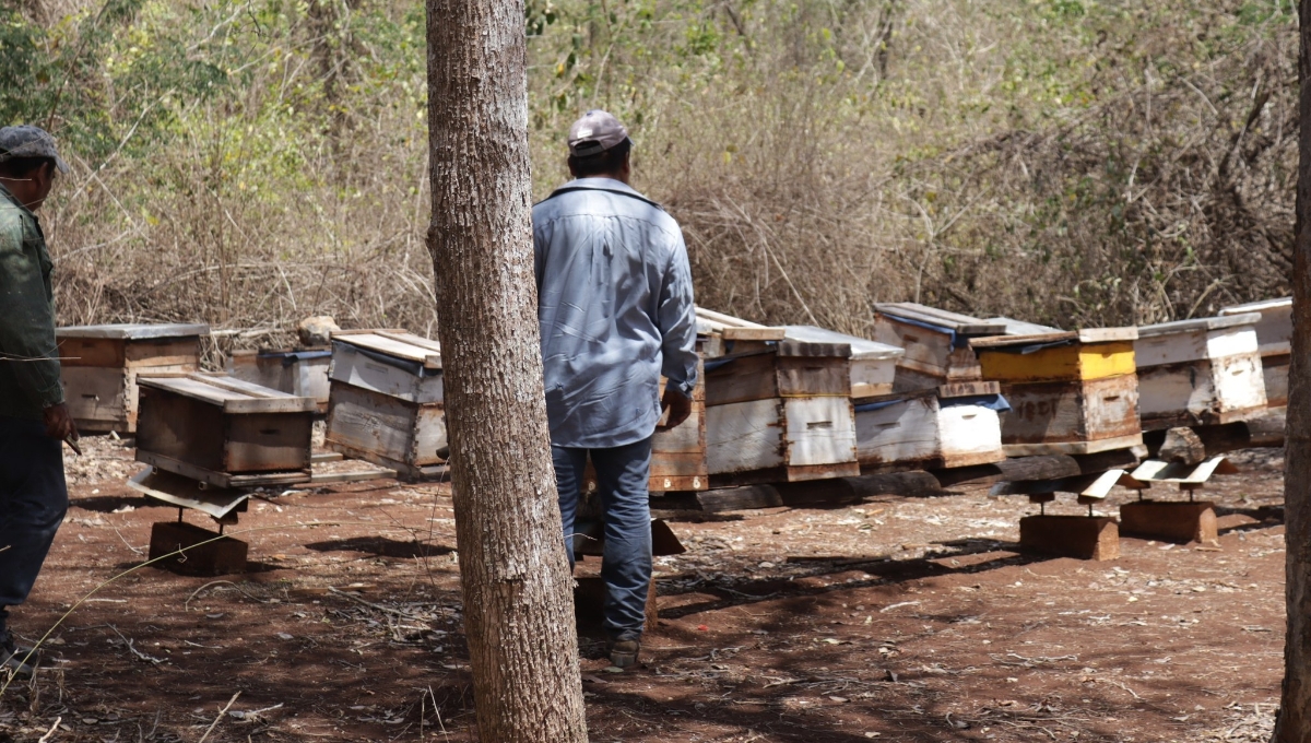 El Fipronil, prohibido en 36 países, es uno de los principales causantes de la muerte de abejas El Fipronil, prohibido en 36 países, es uno de los principales causantes de la muerte de abejas