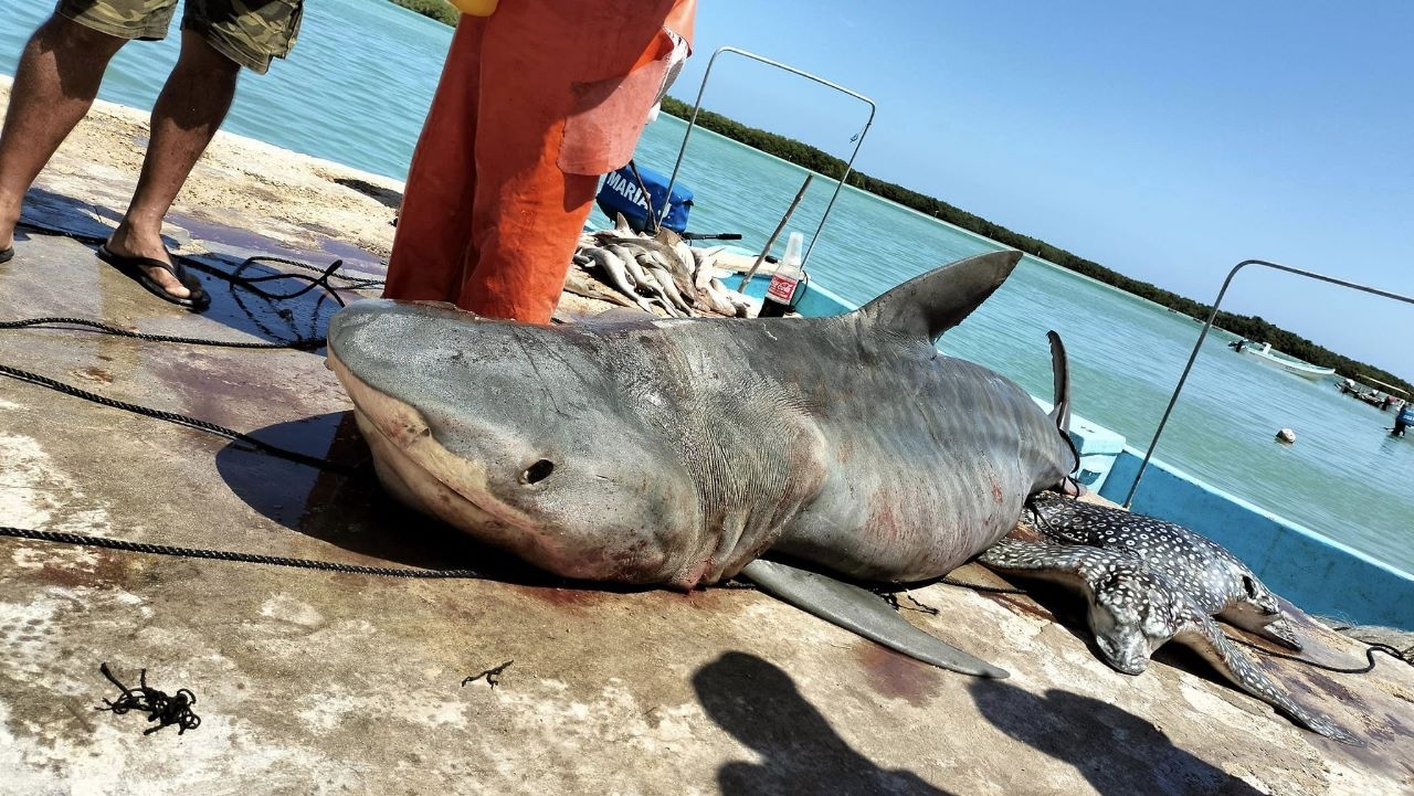 Se trata de un tiburón tintorera y su precio es de hasta 30 pesos el kilo