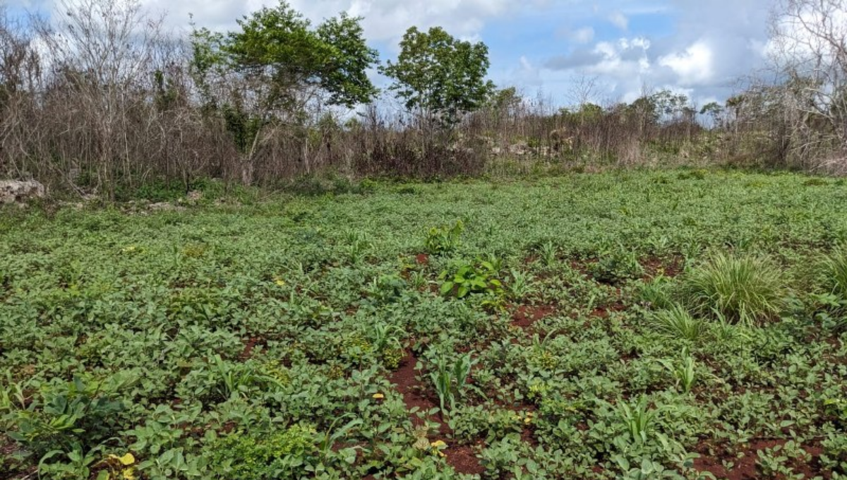 Agricultores de Sabán intentarán trabajar con semilla mejorada Agricultores de Sabán intentarán trabajar con semilla mejorada