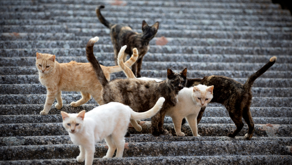 El festival busca encontrarle hogar a mil 500 gatos