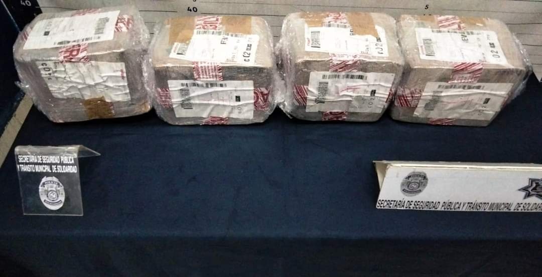 Unidad Canina K9 asegura 600 kilos de marihuana en este 2023 en Solidaridad Unidad Canina K9 asegura 600 kilos de marihuana en este 2023 en Solidaridad