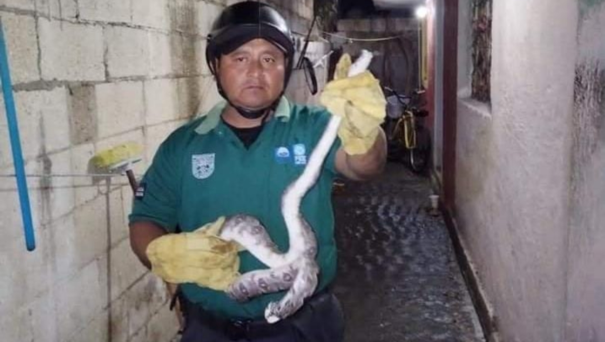 Sólo se necesitaron de dos elementos para meter dentro de un contenedor al animal rastrero Sólo se necesitaron de dos elementos para meter dentro de un contenedor al animal rastrero