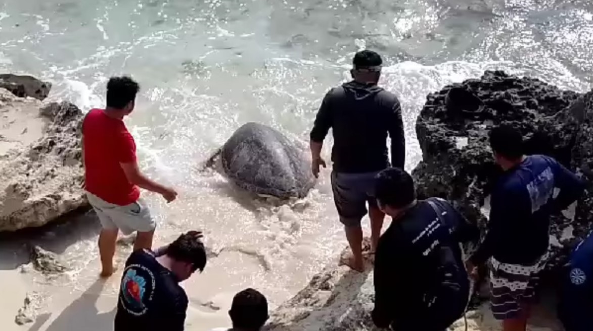 Cada año ocurren uno o dos incidentes, debido a que los quelonios buscan arenales tranquilos para depositar sus huevos
