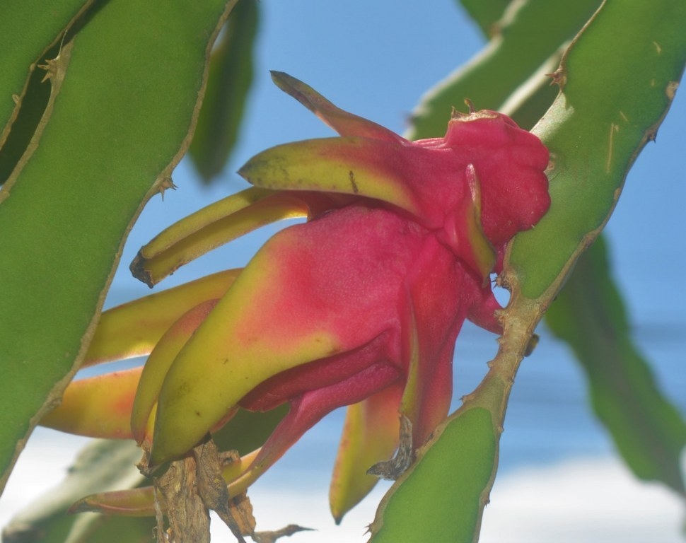 El kilo de la fruta se llega a ofrecer hasta en 20 pesos