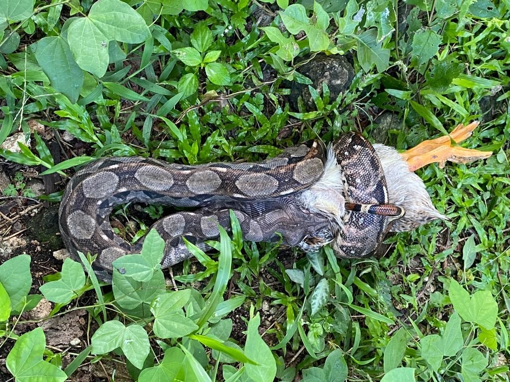 La serpiente podría ser llevada al Zoológico La Reina en Tizimín