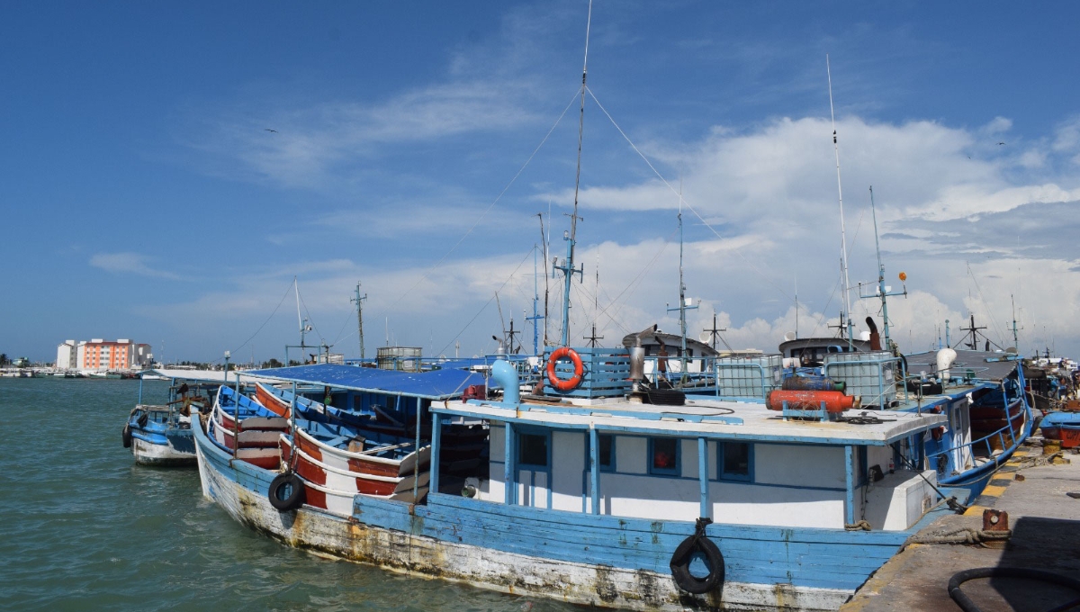 Inicio de la temporada de pulpo en Yucatán deja una derrama económica de hasta 161 mdp