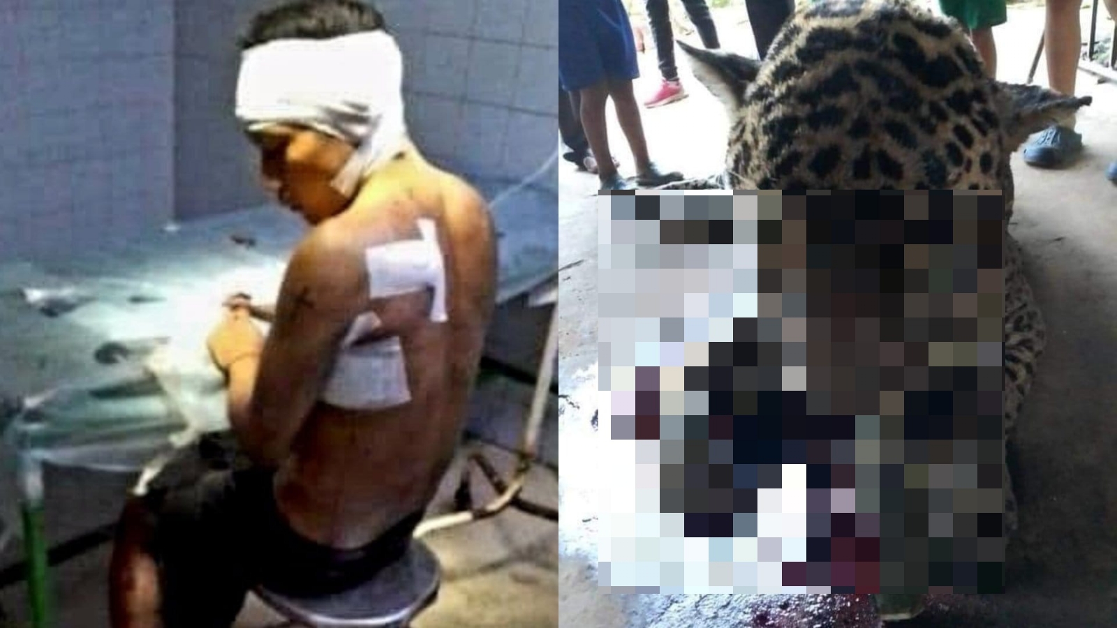 No se ha registrado un ataque de jaguar durante los trabajos del Tren Maya