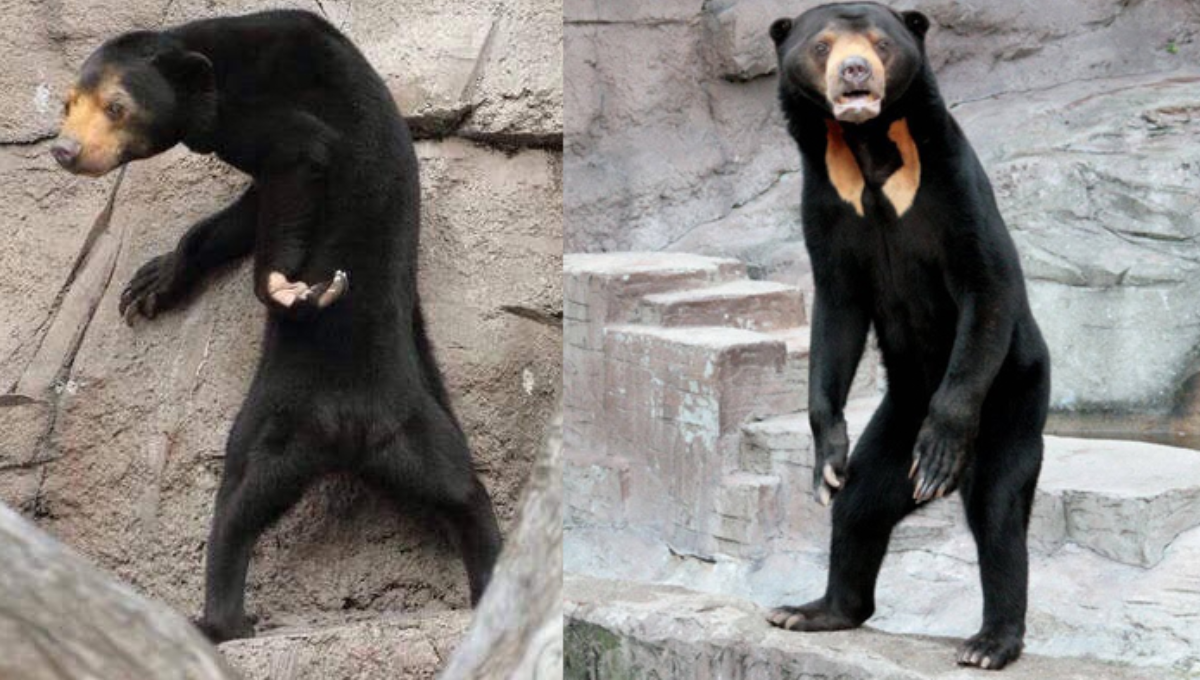 ¿Real o fake?. Foto: Especial