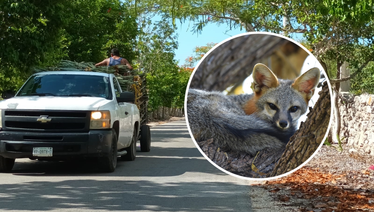 Se presume que la zorra gris yucateca fue atropellada y dejada abandonada en San Crisanto
